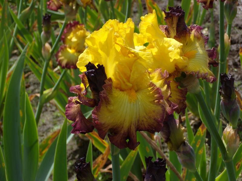 Photo of Tall Bearded Iris (Iris 'Summer Shadow') uploaded by Betja