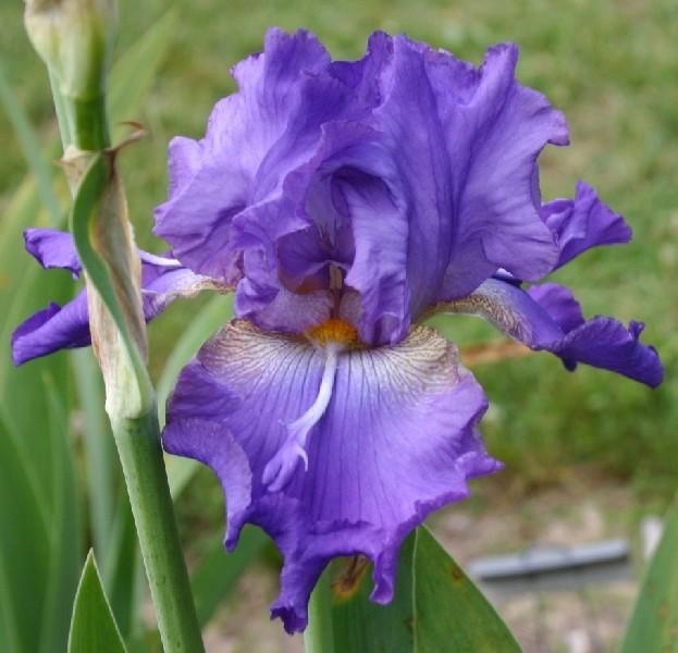 Photo of Tall Bearded Iris (Iris 'Mister Flounce') uploaded by avmoran