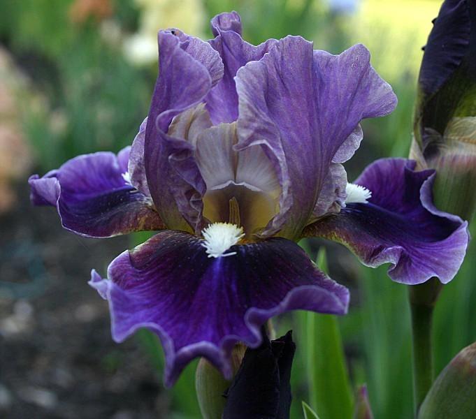 Photo of Intermediate Bearded Iris (Iris 'Moonglade') uploaded by avmoran