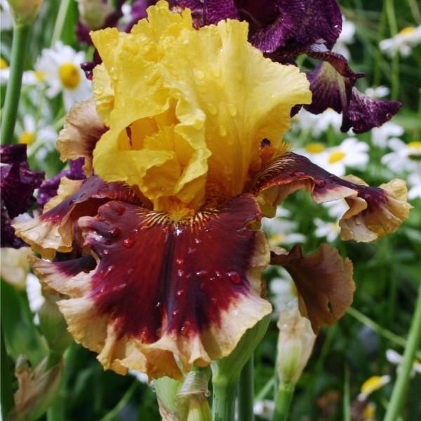 Photo of Tall Bearded Iris (Iris 'Mastery') uploaded by avmoran