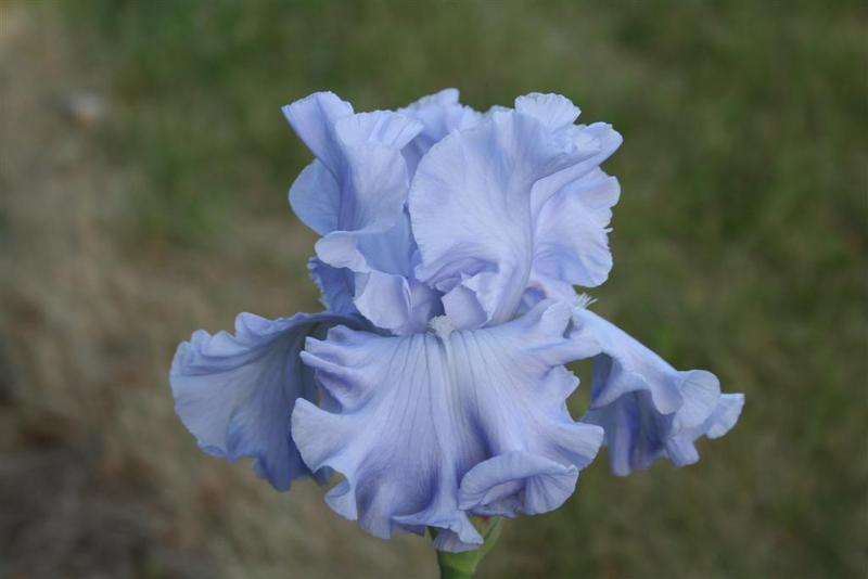 Photo of Tall Bearded Iris (Iris 'Abiqua Falls') uploaded by KentPfeiffer