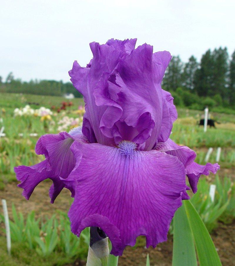 Photo of Tall Bearded Iris (Iris 'Amethyst Magic') uploaded by irisloverdee