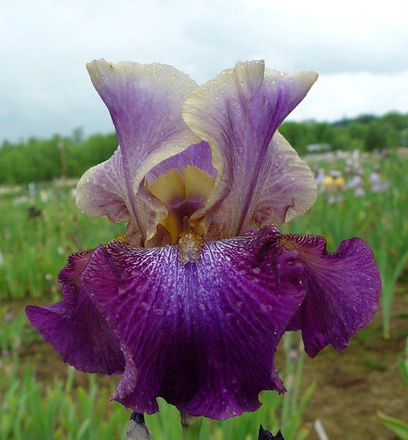Photo of Tall Bearded Iris (Iris 'Amethyst Suncatcher') uploaded by irisloverdee