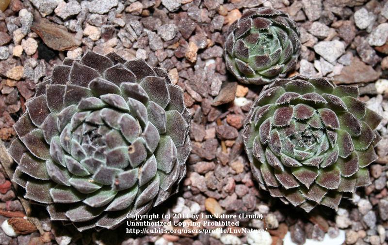 Photo of Hen and Chicks (Sempervivum 'Clara Noyes') uploaded by LuvNature