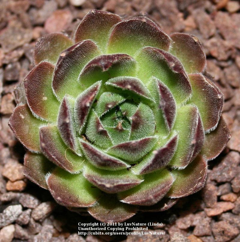Photo of Hen and Chicks (Sempervivum 'Director Jacobs') uploaded by LuvNature