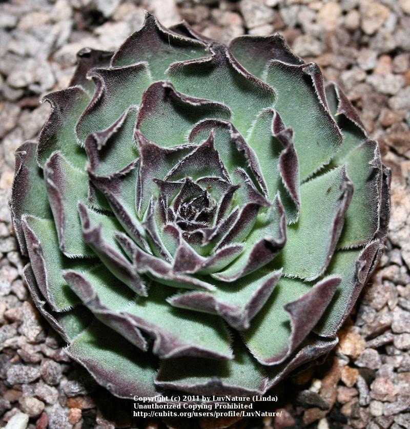 Photo of Hen and Chicks (Sempervivum 'Purdy's Big Red') uploaded by LuvNature