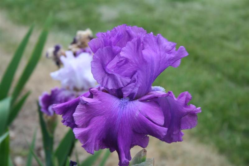 Photo of Tall Bearded Iris (Iris 'Majestic Ruler') uploaded by KentPfeiffer