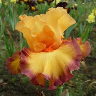 Photo of Tall Bearded Iris (Iris 'Ringtone') uploaded by rshadlow