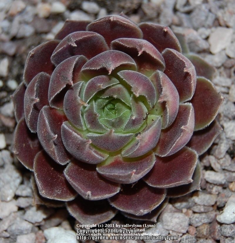 Photo of Hen and Chicks (Sempervivum 'Pacific Magic Night') uploaded by valleylynn