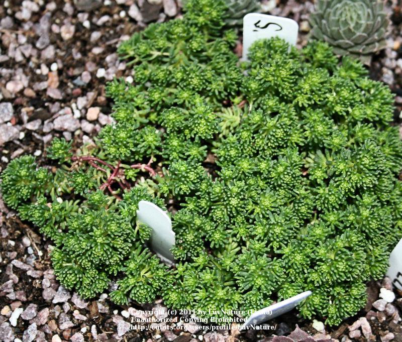 Photo of Mossy Stonecrop (Sedum lydium) uploaded by LuvNature