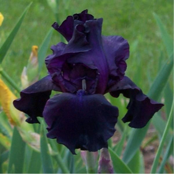Photo of Tall Bearded Iris (Iris 'Night Owl') uploaded by avmoran