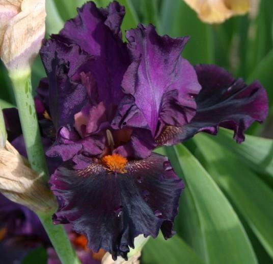 Photo of Tall Bearded Iris (Iris 'Night Moves') uploaded by avmoran