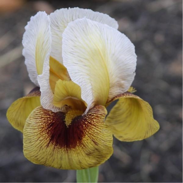 Photo of Arilbred Iris (Iris 'Noble Warrior') uploaded by avmoran