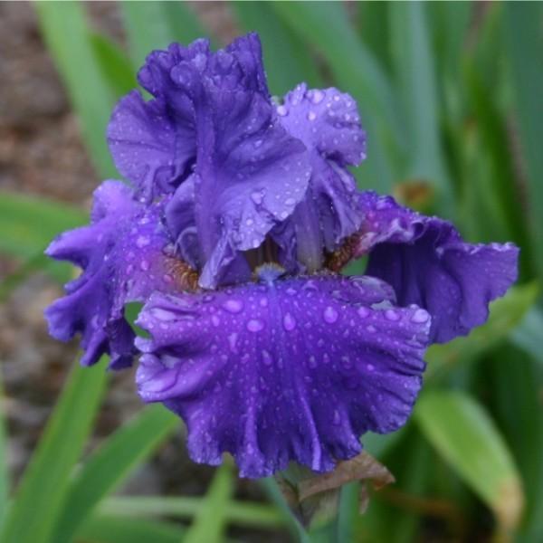Photo of Tall Bearded Iris (Iris 'Oasis Edna') uploaded by avmoran