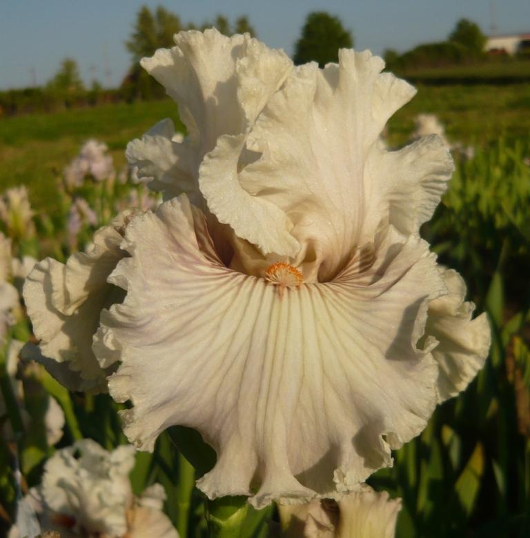 Photo of Tall Bearded Iris (Iris 'Ghost Writer') uploaded by rshadlow