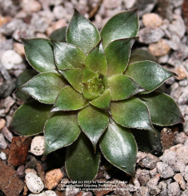 Photo of Hen and Chicks (Sempervivum 'Galahad') uploaded by LuvNature
