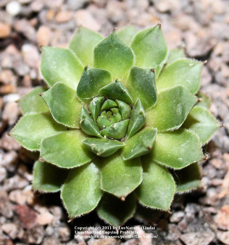 Photo of Hen and Chicks (Sempervivum 'Lavender and Old Lace') uploaded by LuvNature