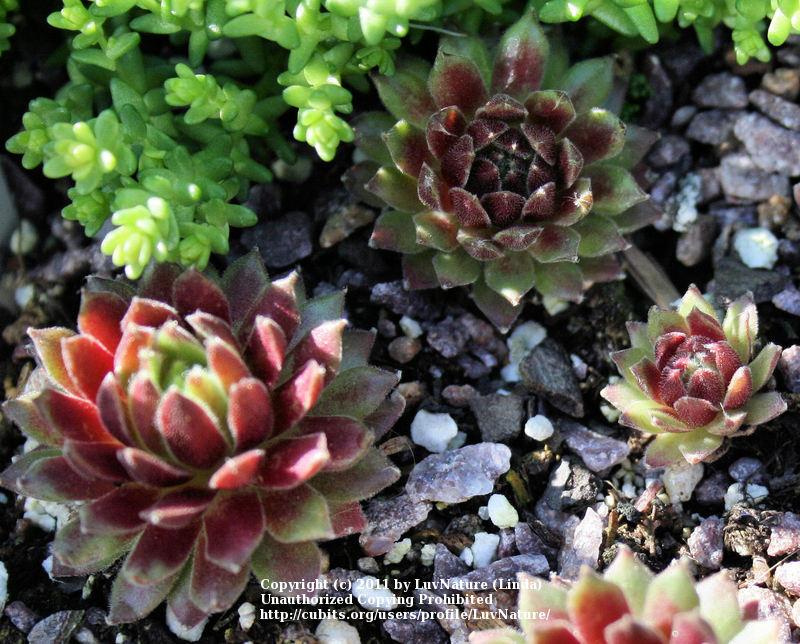 Photo of Hen and Chicks (Sempervivum 'Terracotta Baby') uploaded by LuvNature