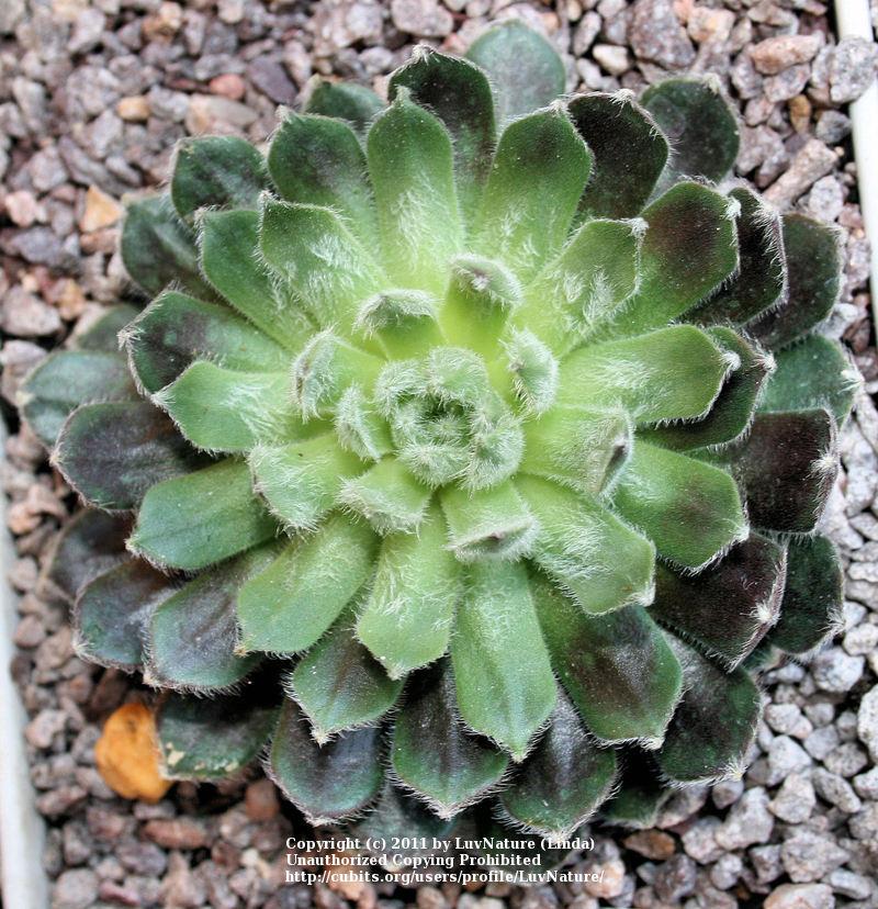 Photo of Hen and Chicks (Sempervivum 'Shirley's Joy') uploaded by LuvNature