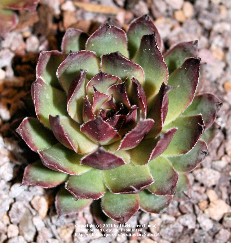 Photo of Hen and Chicks (Sempervivum 'Frost and Flame') uploaded by LuvNature