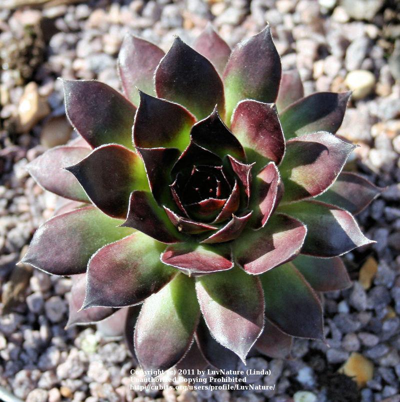Photo of Hen and Chicks (Sempervivum 'Black') uploaded by LuvNature