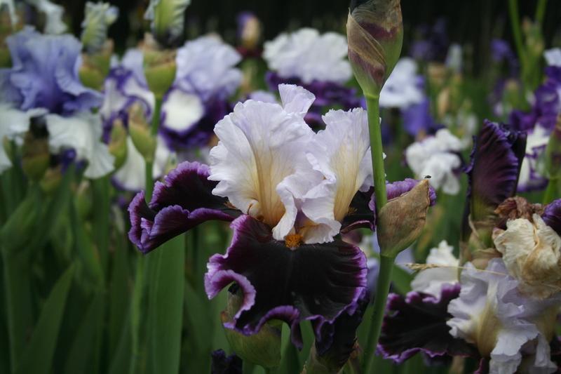 Photo of Tall Bearded Iris (Iris 'Enjoy the Party') uploaded by KentPfeiffer