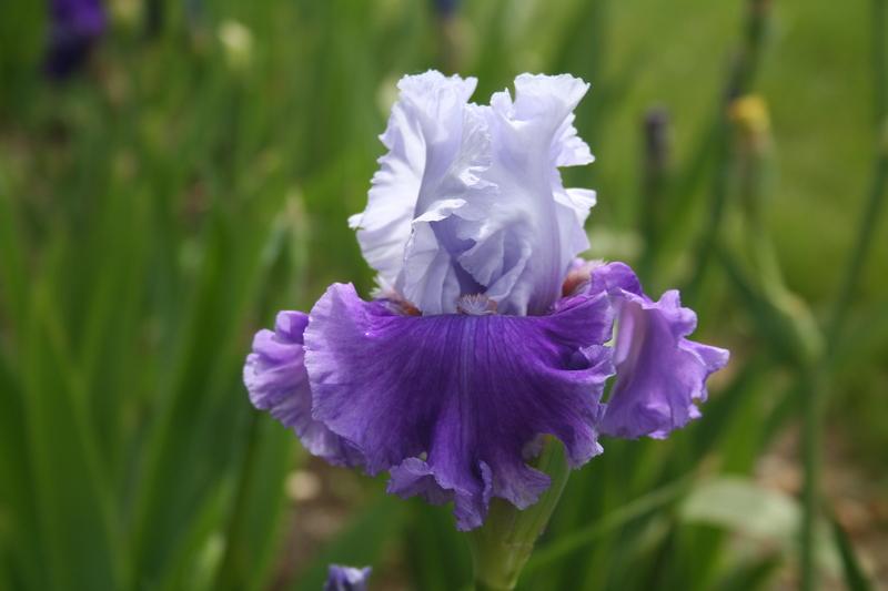 Photo of Tall Bearded Iris (Iris 'Endless Waltz') uploaded by KentPfeiffer