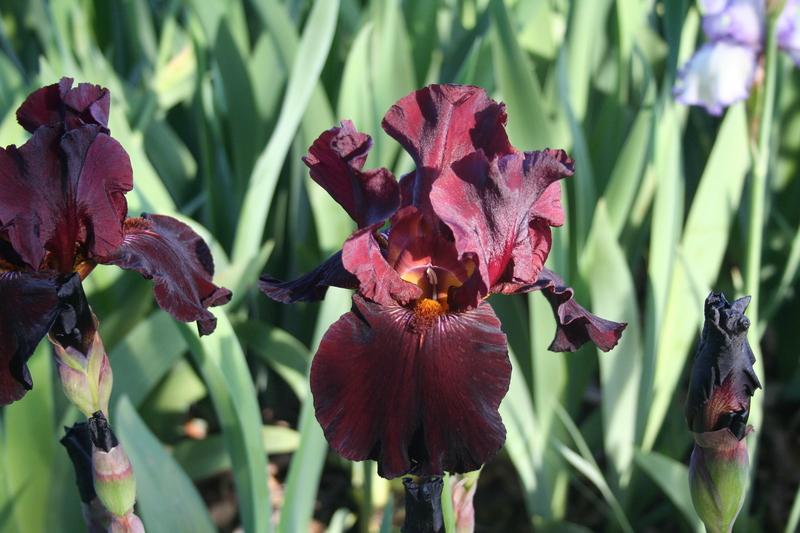 Photo of Tall Bearded Iris (Iris 'Almaden') uploaded by KentPfeiffer