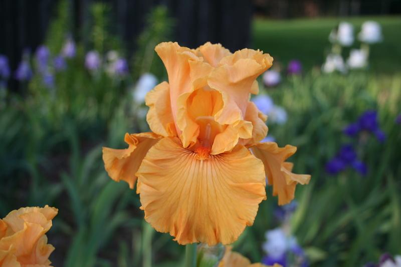 Photo of Tall Bearded Iris (Iris 'Mango Entree') uploaded by KentPfeiffer
