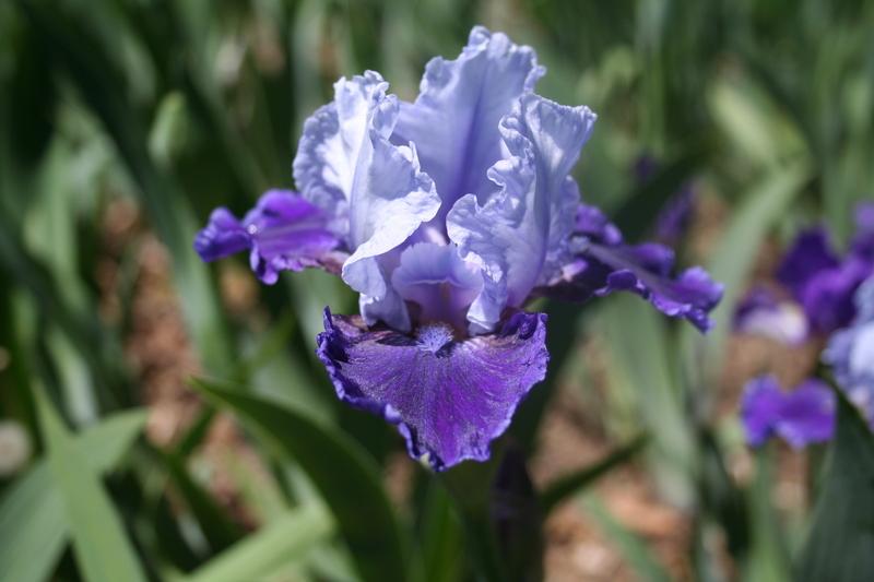 Photo of Intermediate Bearded Iris (Iris 'Mariposa Wizard') uploaded by KentPfeiffer