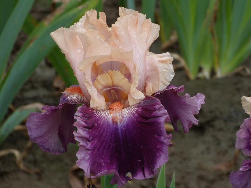 Photo of Tall Bearded Iris (Iris 'Rasputin') uploaded by Betja