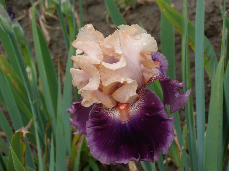 Photo of Tall Bearded Iris (Iris 'Rasputin') uploaded by Betja