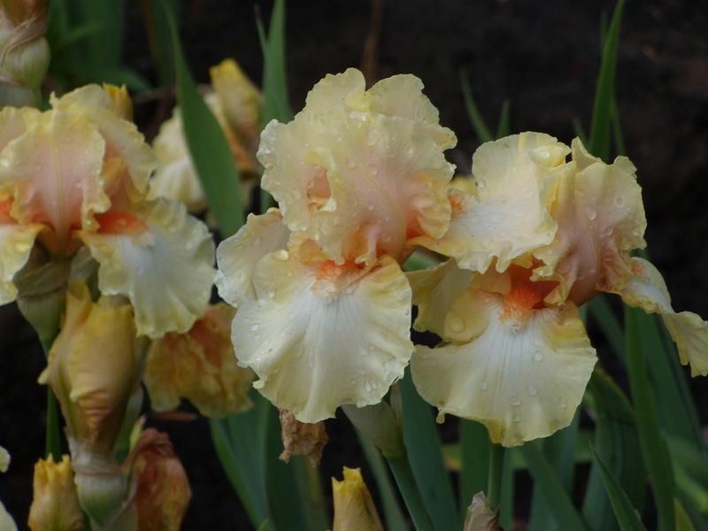 Photo of Tall Bearded Iris (Iris 'Blushing') uploaded by Betja