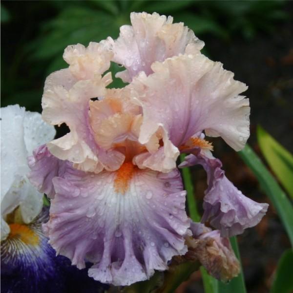 Photo of Tall Bearded Iris (Iris 'Photogenic') uploaded by avmoran
