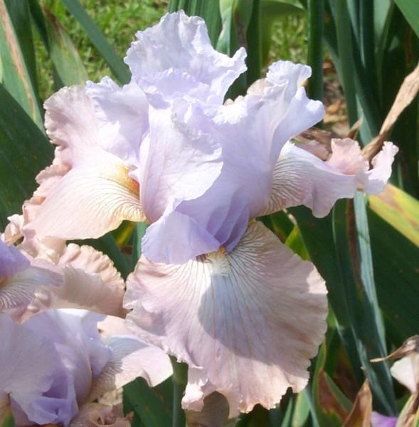 Photo of Tall Bearded Iris (Iris 'Passing Clouds') uploaded by avmoran