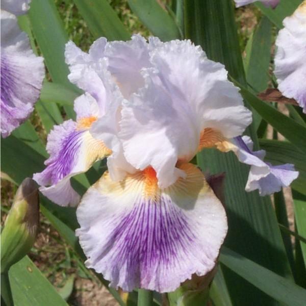 Photo of Tall Bearded Iris (Iris 'Puccini') uploaded by avmoran