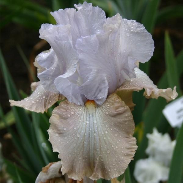 Photo of Tall Bearded Iris (Iris 'Passing Clouds') uploaded by avmoran