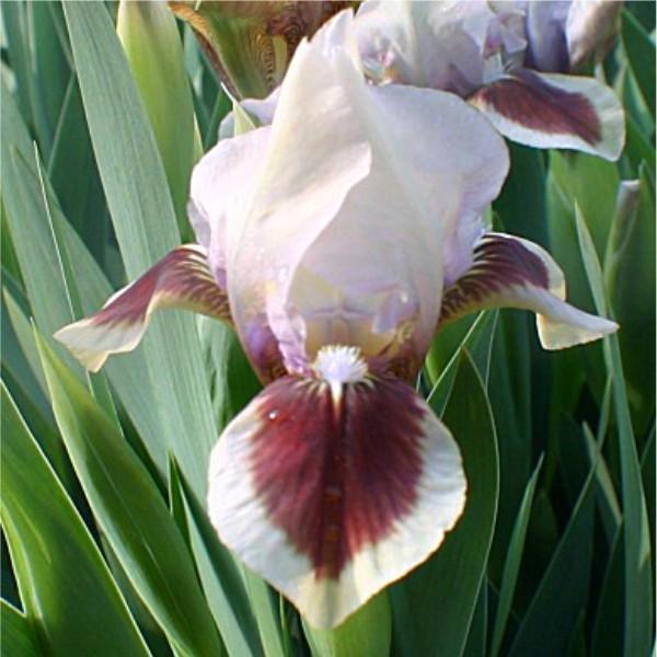 Photo of Standard Dwarf Bearded Iris (Iris 'Red Heart') uploaded by avmoran