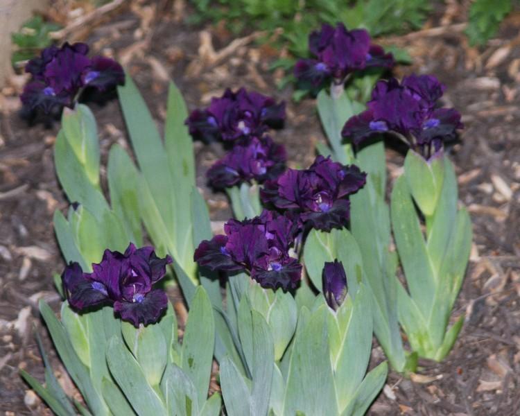 Photo of Standard Dwarf Bearded Iris (Iris 'Panther') uploaded by avmoran