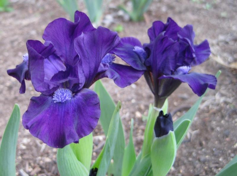 Photo of Standard Dwarf Bearded Iris (Iris 'Bee Mused') uploaded by KentPfeiffer