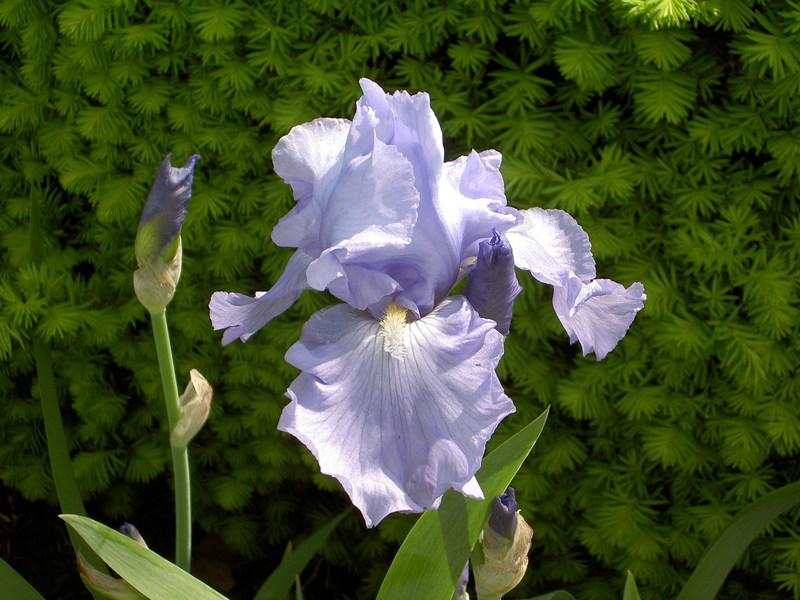 Photo of Tall Bearded Iris (Iris 'Blue Reflection') uploaded by Muddymitts