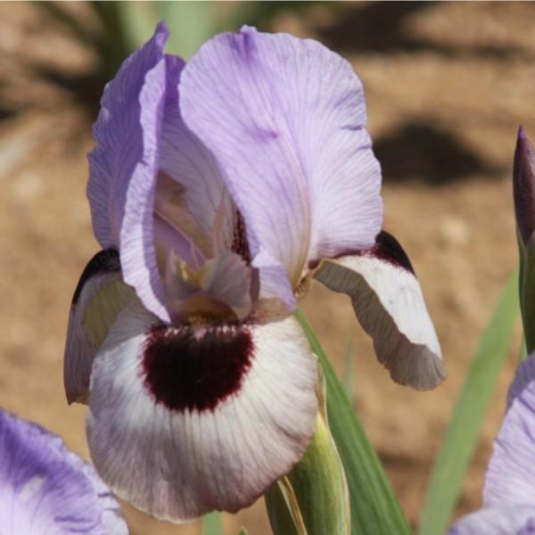 Photo of Arilbred Iris (Iris 'Penninah's Provocation') uploaded by avmoran