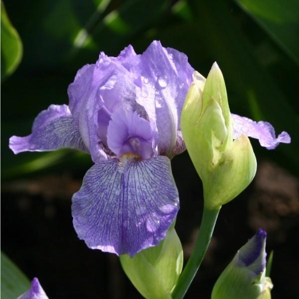 Photo of Miniature Tall Bearded Iris (Iris 'Performer') uploaded by avmoran