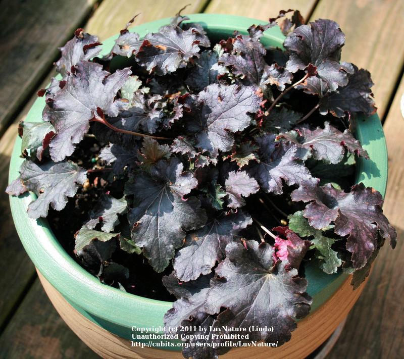 Photo of Coral Bells (Heuchera 'Stormy Seas') uploaded by LuvNature