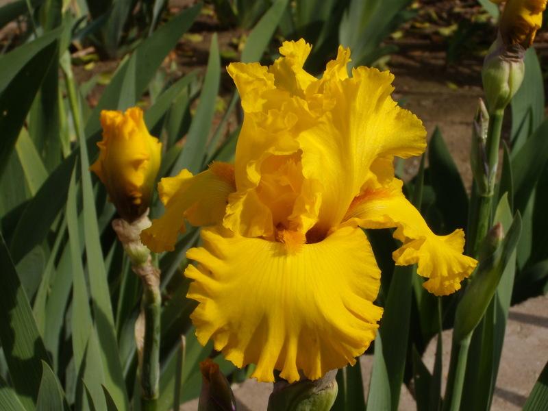 Photo of Tall Bearded Iris (Iris 'Pure as Gold') uploaded by Betja