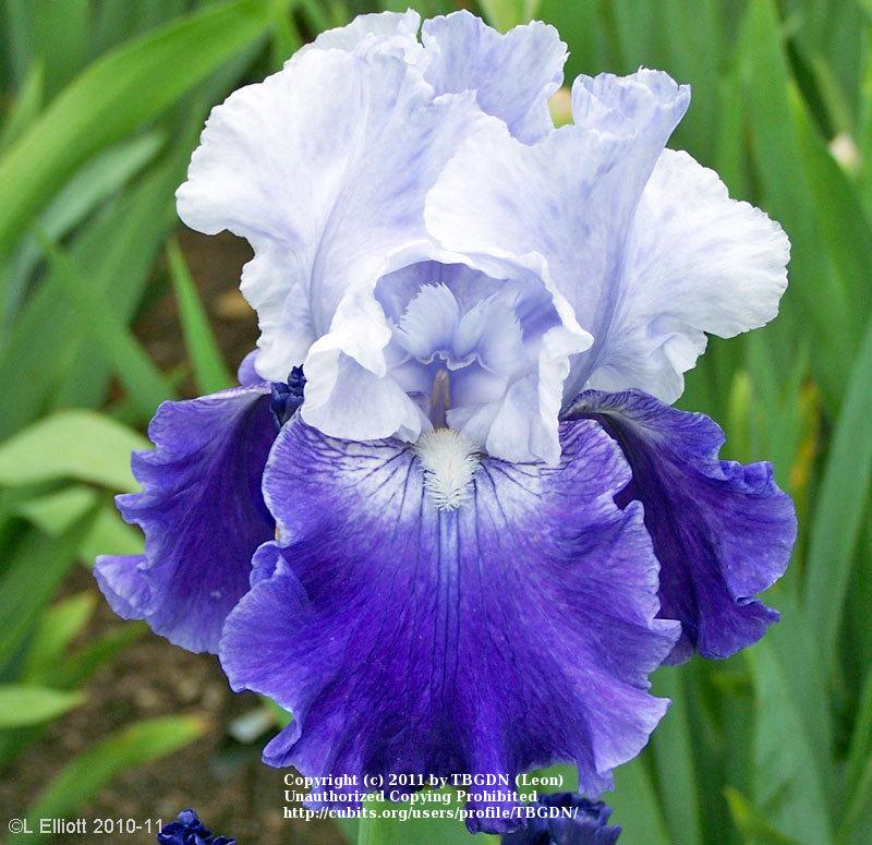 Photo of Tall Bearded Iris (Iris 'Cross Current') uploaded by TBGDN