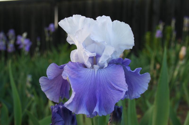 Photo of Tall Bearded Iris (Iris 'Alaskan Seas') uploaded by KentPfeiffer