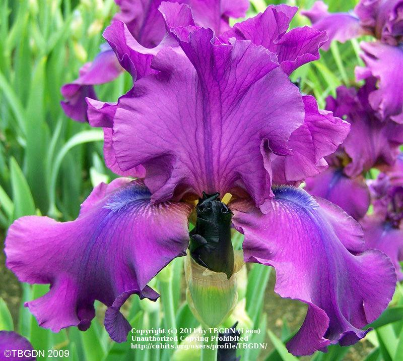 Photo of Tall Bearded Iris (Iris 'Sultry Mood') uploaded by TBGDN