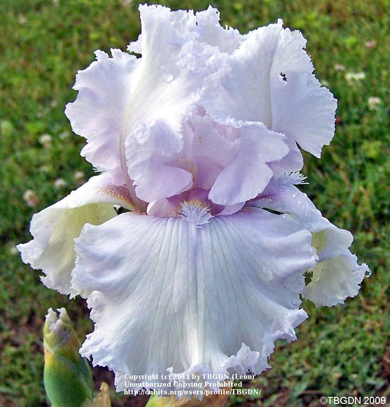 Photo of Tall Bearded Iris (Iris 'Queen of Angels') uploaded by TBGDN