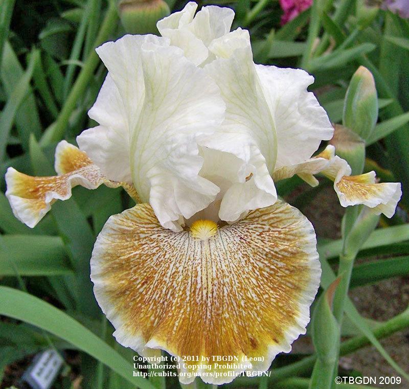 Photo of Tall Bearded Iris (Iris 'Owyhee Desert') uploaded by TBGDN